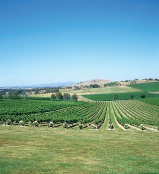 Romantisnya Menikmati Wine Bersama Pasangan Saat Bulan Madu di Yarra Valley, Australia