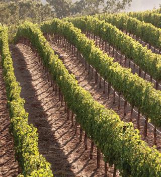 Nikmatnya Bulan Madu Sambil Menikmati Segelas Wine di Napa Valley, California
