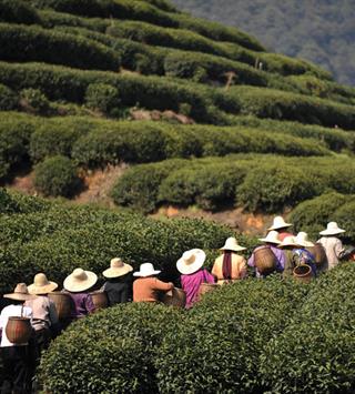 Serunya Bulan Madu Memetik dan Menikmati Teh di Longjing Tea Plantation, Hangzhou, Tiongkok