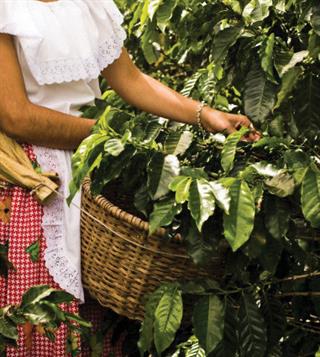 Romantisnya Bulan Madu Sambil Menyeruput Kopi di Finca Rosa Blanca, Costa Rica