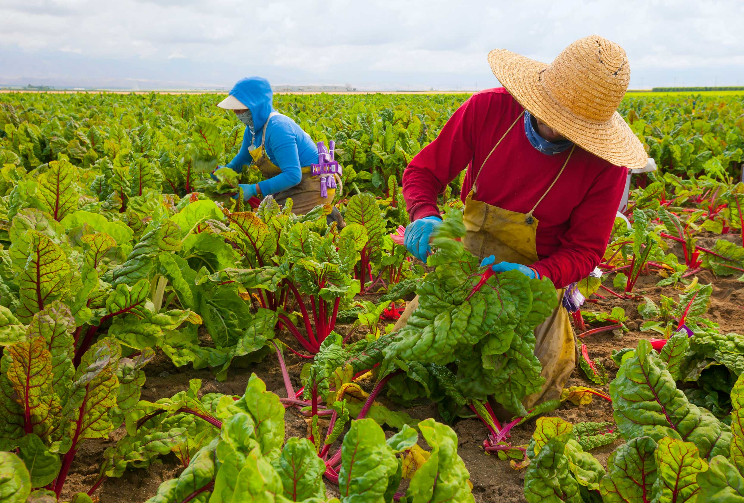 Javara Membawa Potensi Pangan Tradisional Ke Pasar Global
