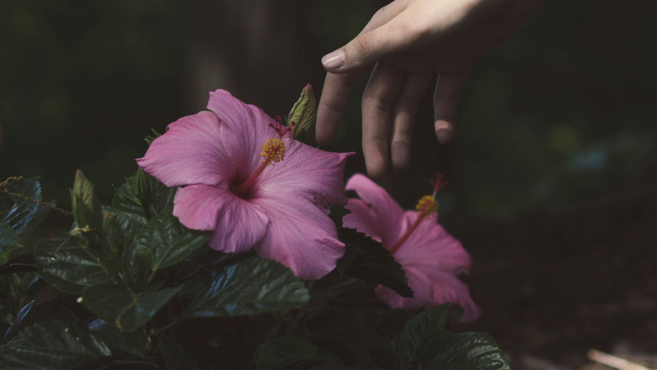 Mengelola Emosi dengan Compassionate Witnessing