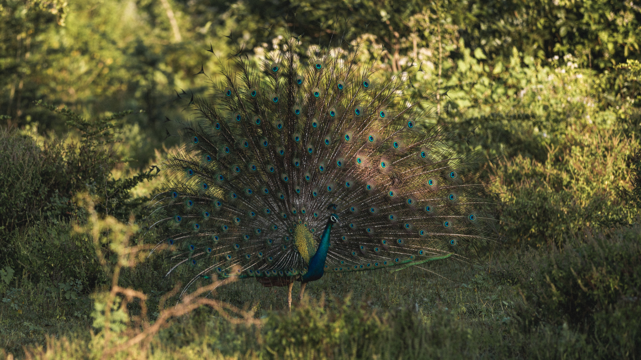 Sayap-Sayap Kehidupan: Petualangan Birdwatching di Destinasi Eksotis Aman