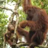 Inisiatif Berkelanjutan untuk Mengembalikan Hutan Kepada Orang Utan