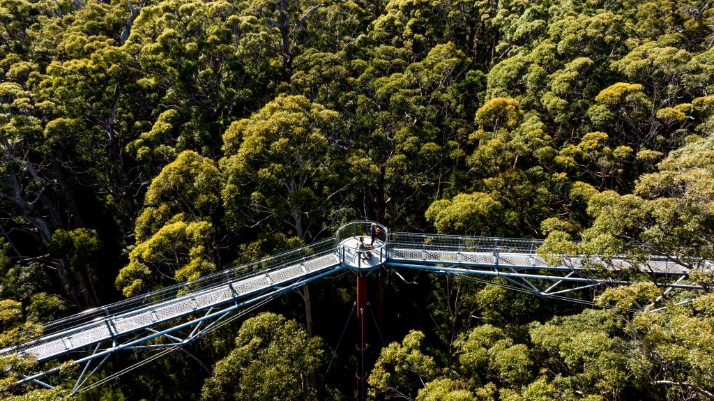 Family Experiencing Valley of the Giants, Tree Top Walk